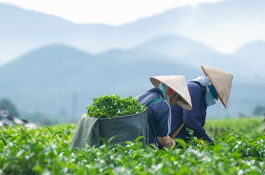 What’s the Tea - Brewing a More Sustainable Cuppa